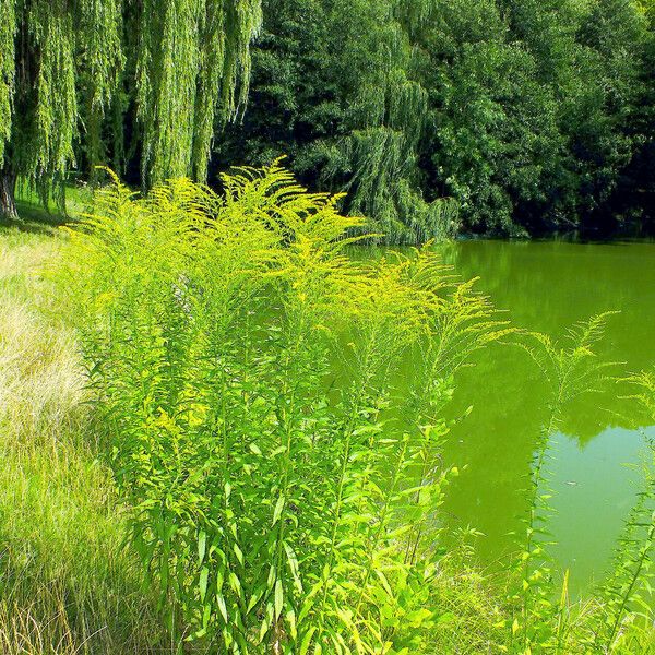 Solidago canadensis Habit