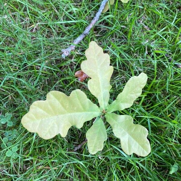 Quercus nigra Leaf