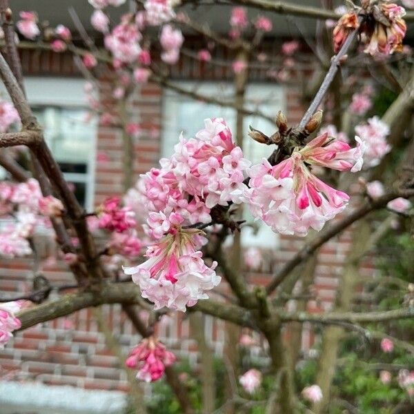 Viburnum farreri Blomma