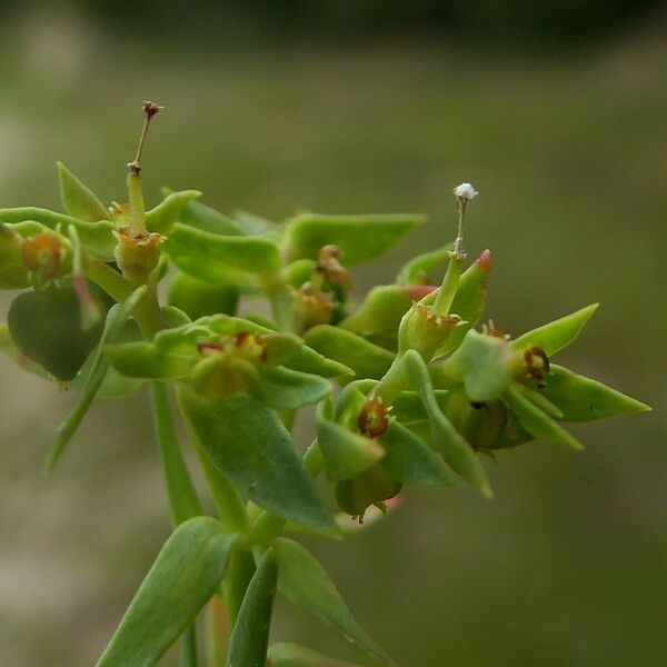Euphorbia exigua फूल