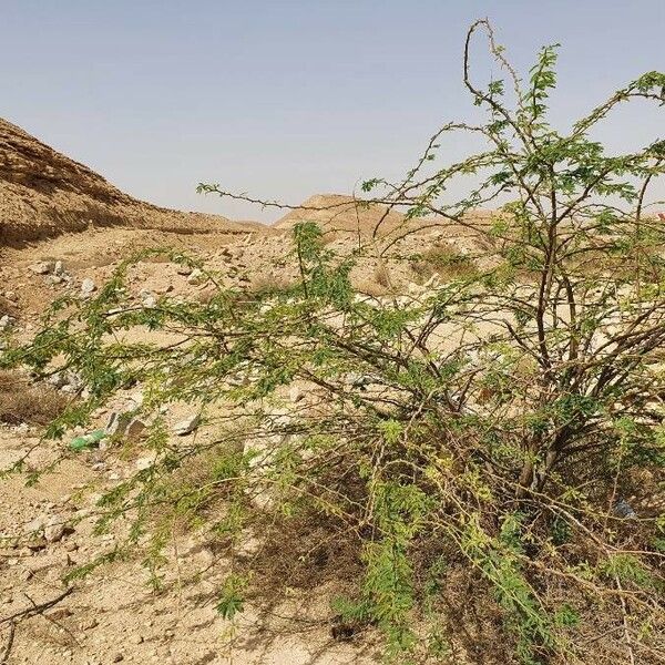 Vachellia etbaica Habit