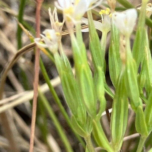 Centaurium tenuiflorum ഫലം