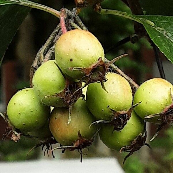 Crataegus crus-galli Fruto