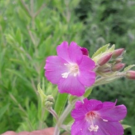 Epilobium hirsutum Fleur