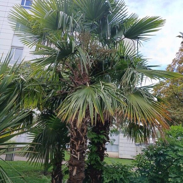 Trachycarpus fortunei Habit