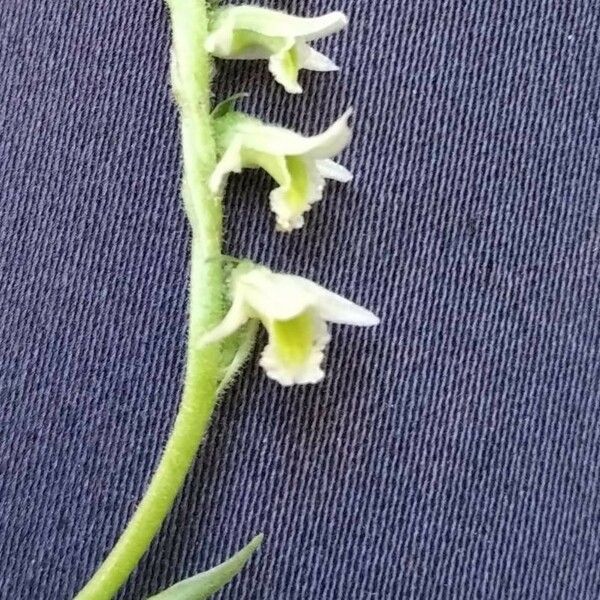 Spiranthes spiralis Flor