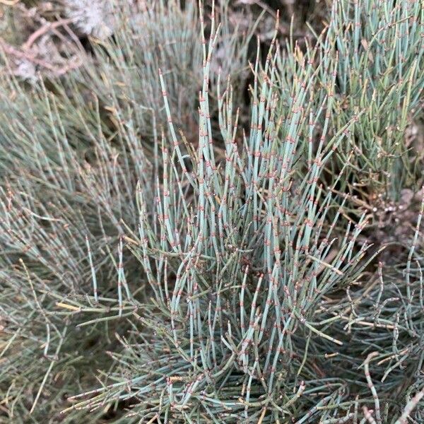 Ephedra major Folha