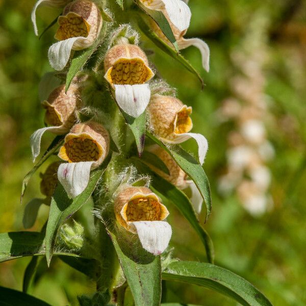 Digitalis lanata Λουλούδι