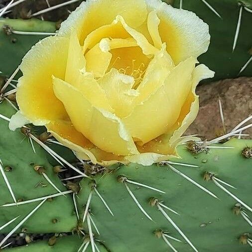 Opuntia phaeacantha Flor