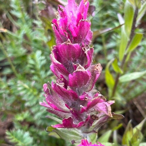 Castilleja parviflora 花