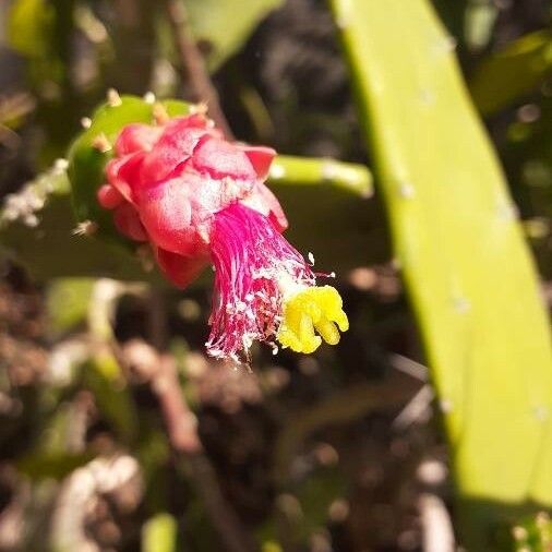 Nopalea cochenillifera 花