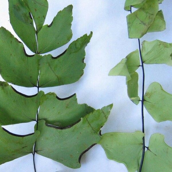 Adiantum macrophyllum Leaf