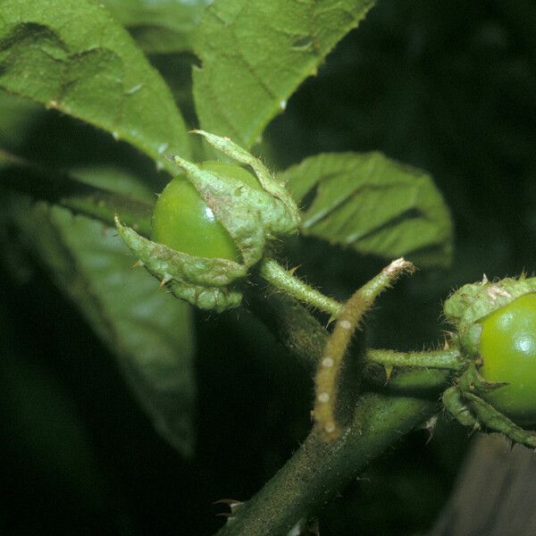 Solanum leucopogon Плод