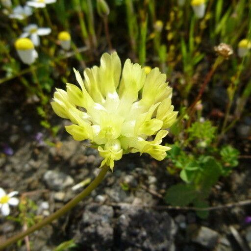 Trifolium fucatum Blodyn