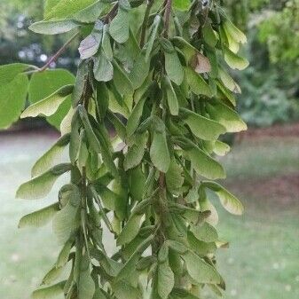 Acer cissifolium Fruit