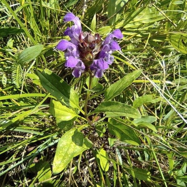 Prunella grandiflora Habitat