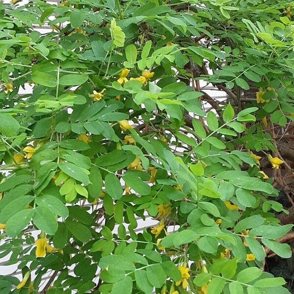 Caragana arborescens Habitus