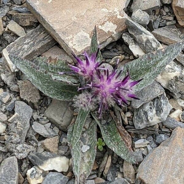 Saussurea alpina Pokrój