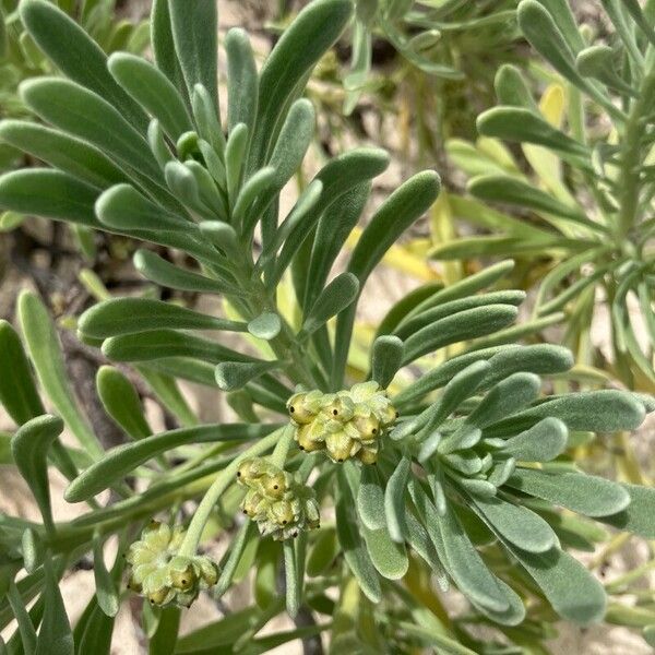 Suriana maritima Hoja