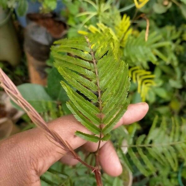 Newtonia buchananii Leaf