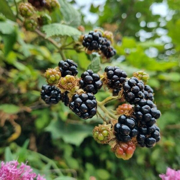 Rubus fruticosus Fruit