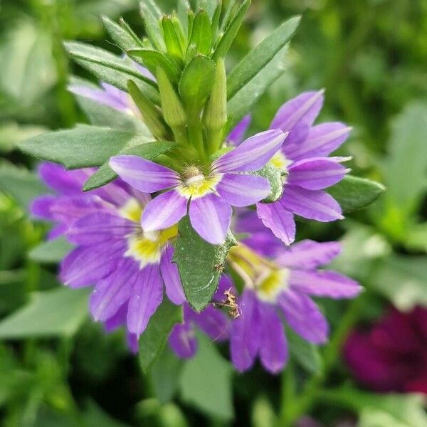 Lythrum junceum Çiçek