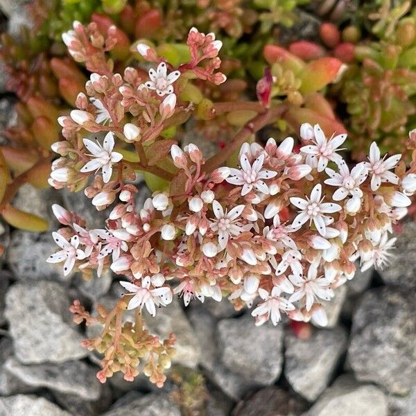 Sedum album 花