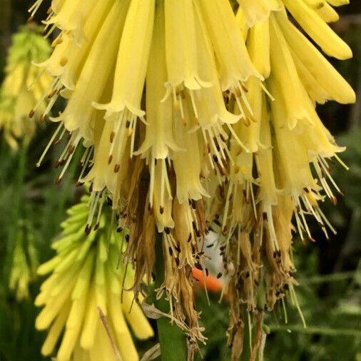 Kniphofia uvaria Virág