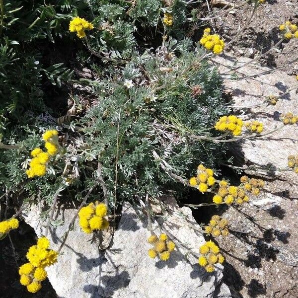 Artemisia glacialis Arall