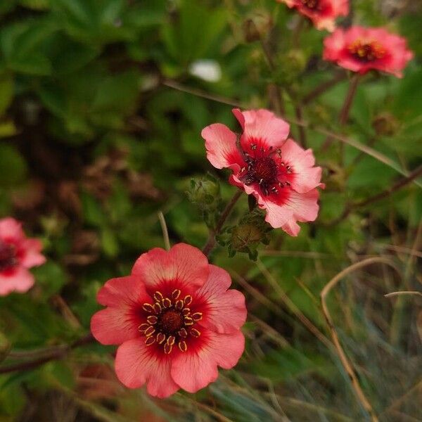 Potentilla nepalensis Flors