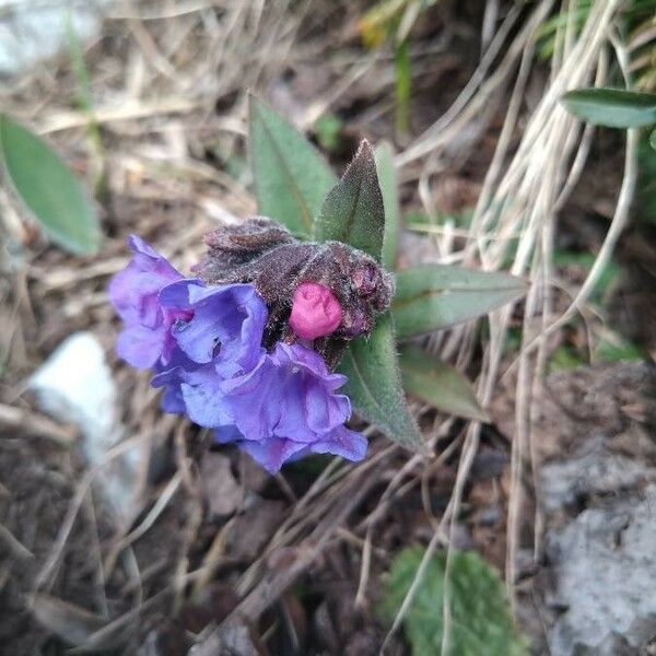 Pulmonaria angustifolia Habit