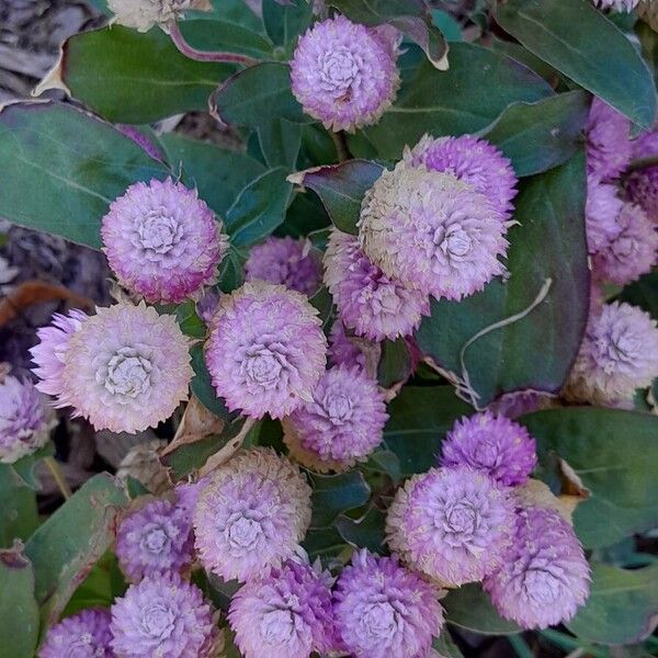 Gomphrena globosa Plante entière