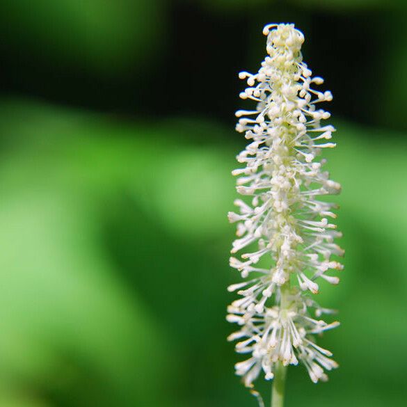 Achlys triphylla Flower