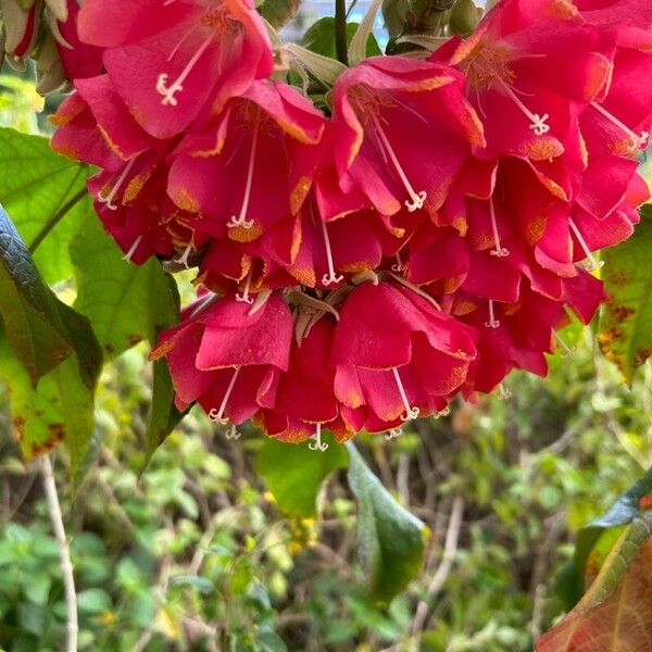 Dombeya wallichii Çiçek