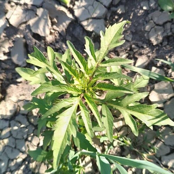 Bidens tripartita Leaf