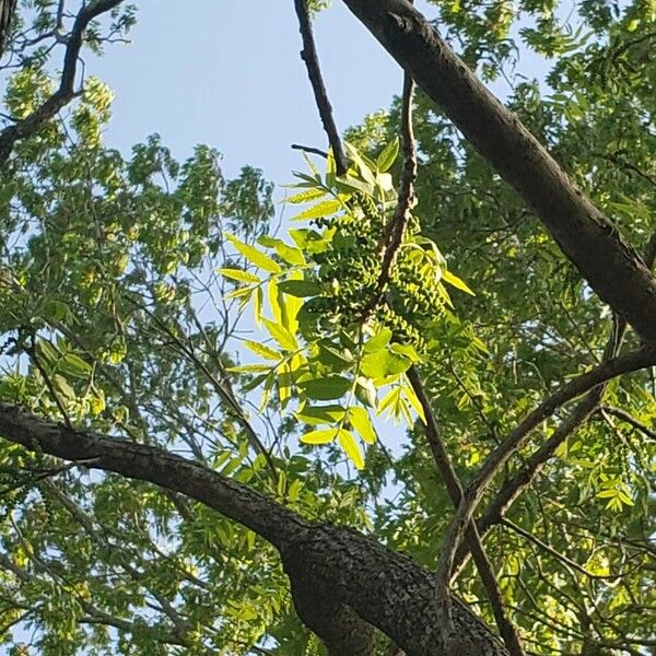 Juglans microcarpa Лист