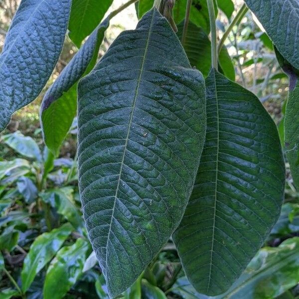 Fuchsia boliviana Leaf