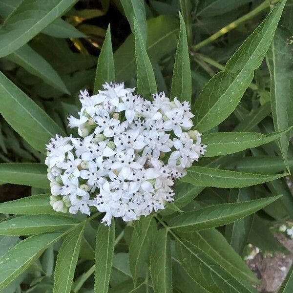 Sambucus ebulus Floare