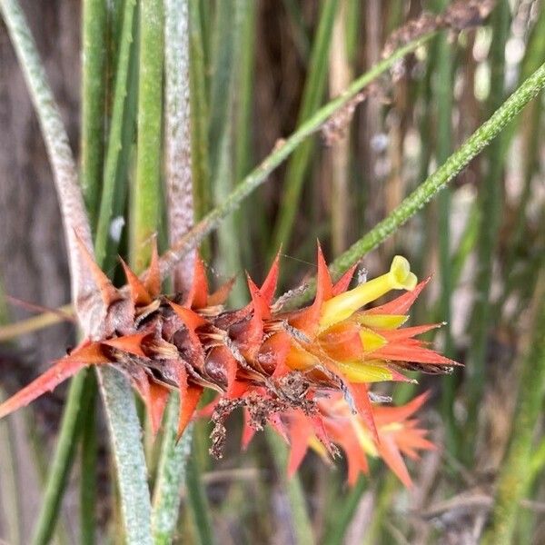 Acanthostachys strobilacea Flower