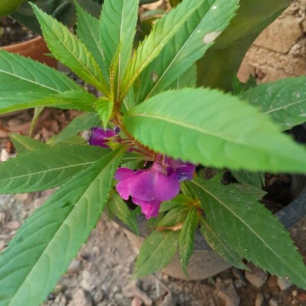 Impatiens balsamina Foglia