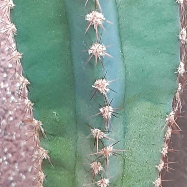 Cereus hildmannianus Fuelha