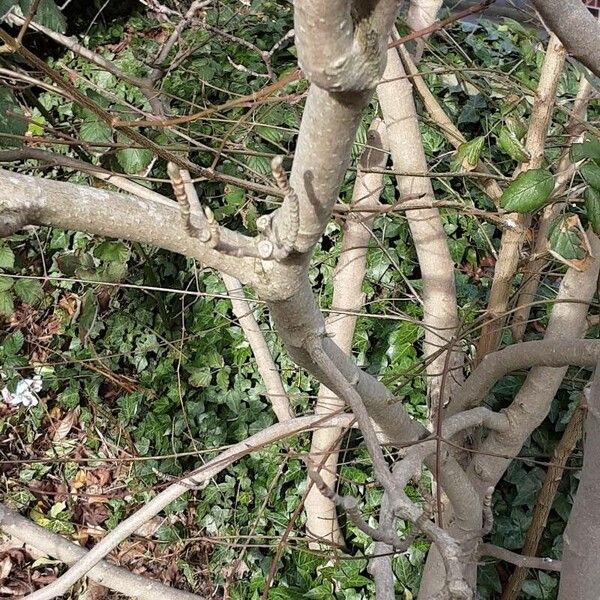 Magnolia denudata Azala
