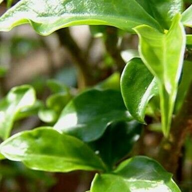 Pereskia aculeata Leaf