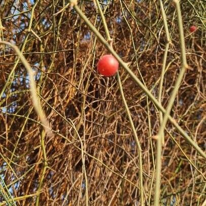 Capparis decidua Fruit