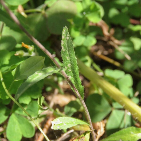 Capsella rubella Leaf