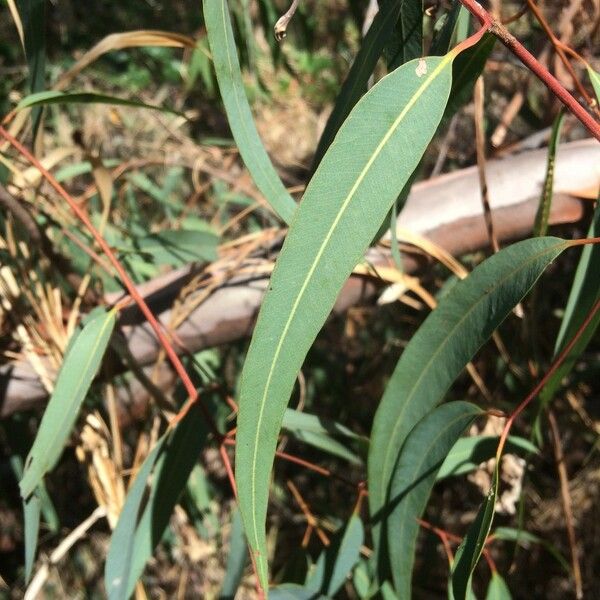 Corymbia citriodora برگ