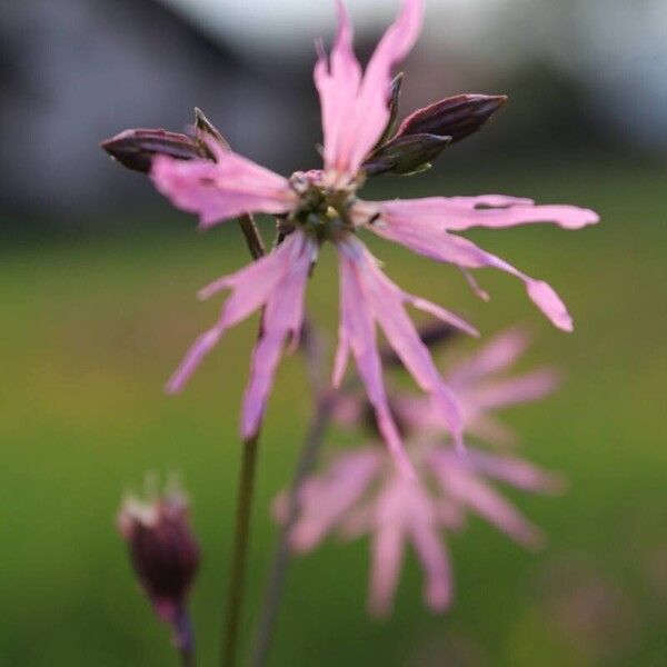 Silene flos-cuculi Floare