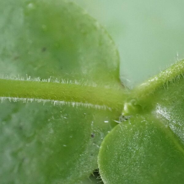 Stellaria aquatica Ŝelo