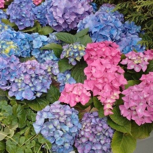 Hydrangea macrophylla Žiedas