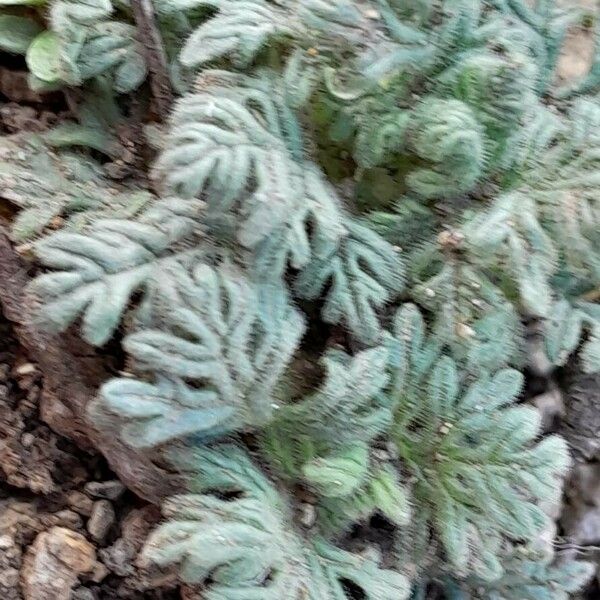 Teucrium botrys Feuille